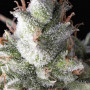 Насіння конопель Ramses feminised — Pyramid Seeds