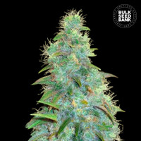 Sweet Tooth Auto Feminised - Bulk Seed Bank