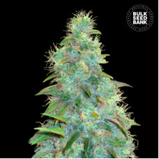 Sweet Tooth Auto Feminised - Bulk Seed Bank