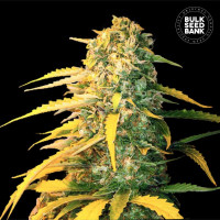 White Widow Auto Feminised - Bulk Seed Bank