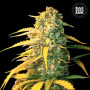 СЕМЕНА КОНОПЛИ WHITE WIDOW AUTO FEMINISED - BULK SEED BANK