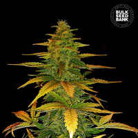 Wild Dwarf Auto Feminised - Bulk Seed Bank