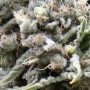 Автоцветущие Семена конопли White Widow  - Pyramid Seeds