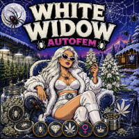 White Widow Pyramid Seeds - Auto
